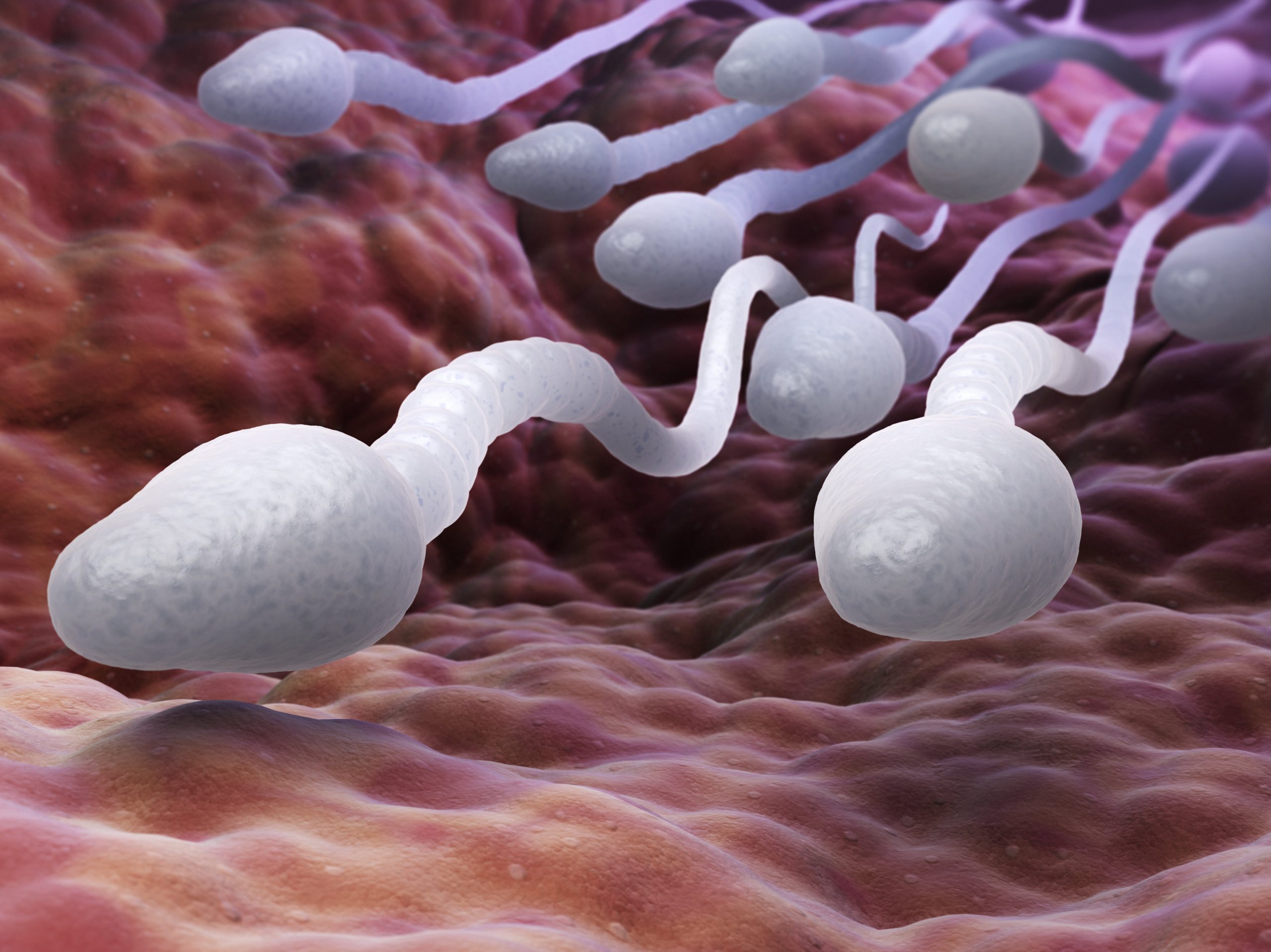 Declining sperm counts:  Expert advises on causal factors, solutions