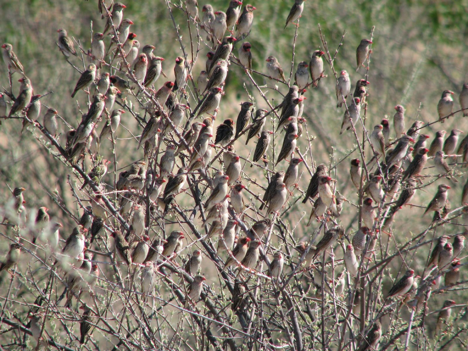 Farmers cry for help as quella birds invade rice farms in Jigawa