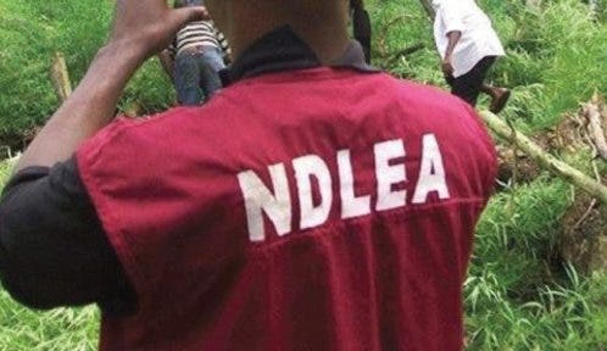 NDLEA arrests 214 suspects for drug-related offences in Gombe