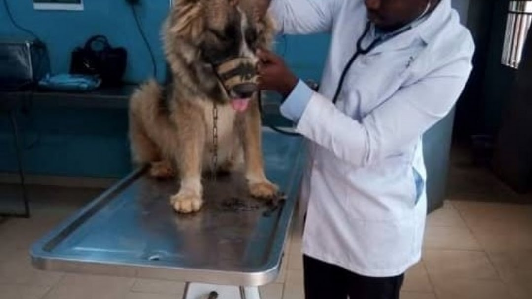 Quackery endangering veterinary services – Ogidi–Gbegbaje